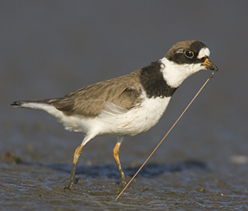 Semipalmated Plover _F2B0417.jpg - 50704 Bytes